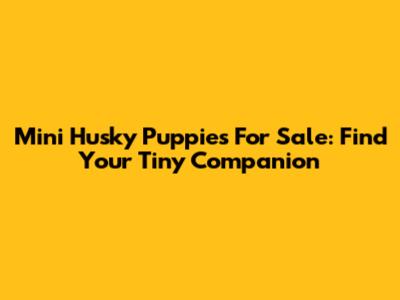 Mini Husky Puppies For Sale: Find Your Tiny Companion